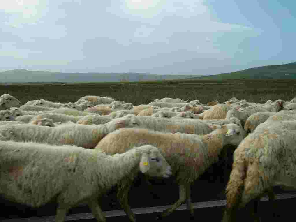 イタリア,羊の群れ